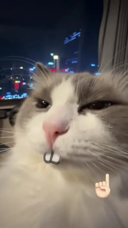 Кот с недовольным взглядом