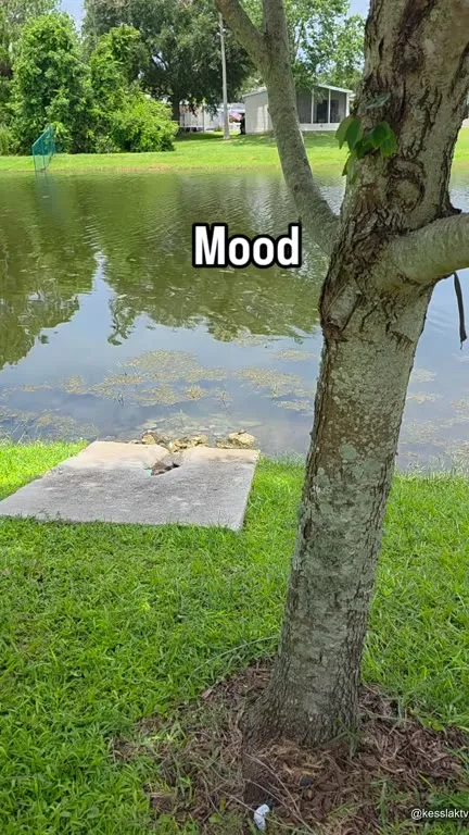 Turtle Mood by the Pond