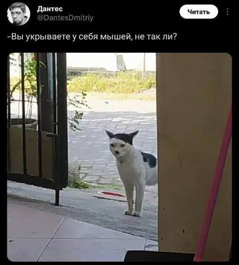 Кот пришёл за мышами