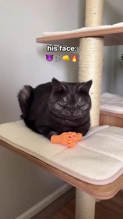 Scary Face, Sweet Voice Cat