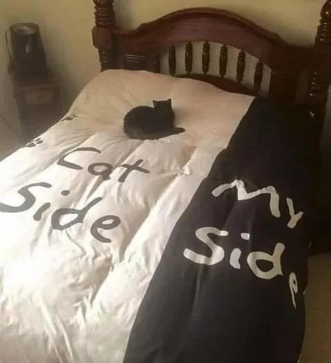 Cat Side, My Side