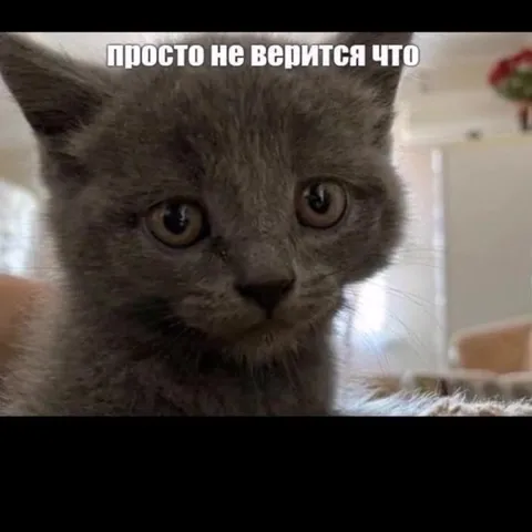 Кот не верит в убийство друзей