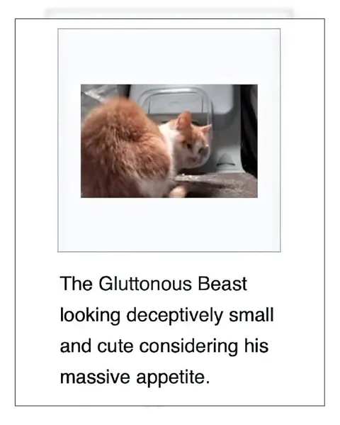 Gluttonous Beast Cat