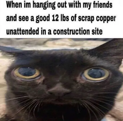 Cat Sees Unattended Copper