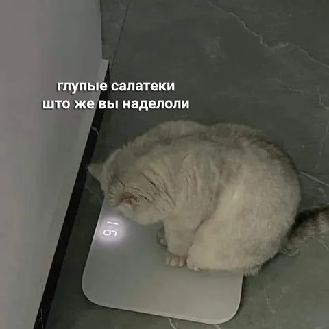 Кот на весах после салатиков