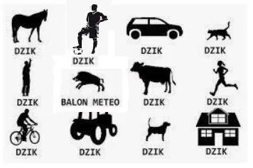 Dzik w każdej postaci