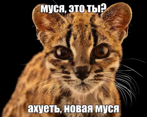 Муся стала новой