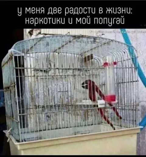 Две радости в жизни