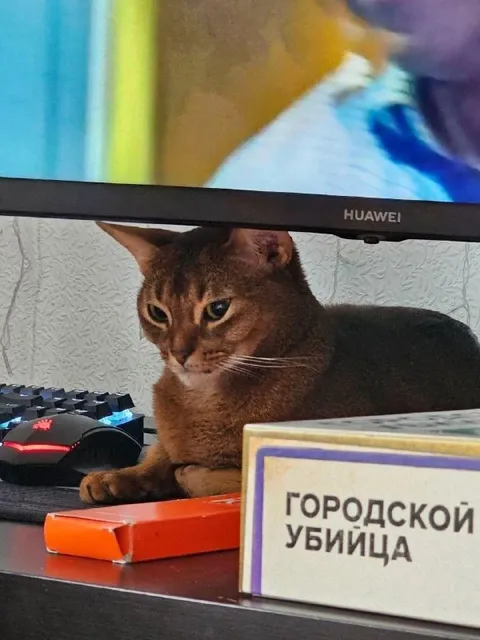 Городской убийца за компьютером