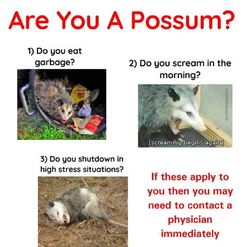 Are You A Possum Test