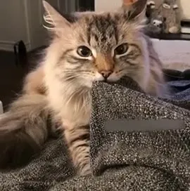 Кот не отпускает плед