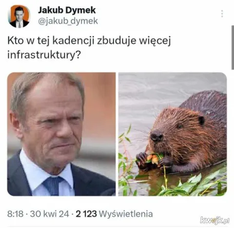 Tusk kontra bóbr budujący infrastrukturę