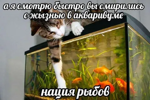 Кот наблюдает за рыбами