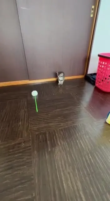 Котёнок бросается на игрушку