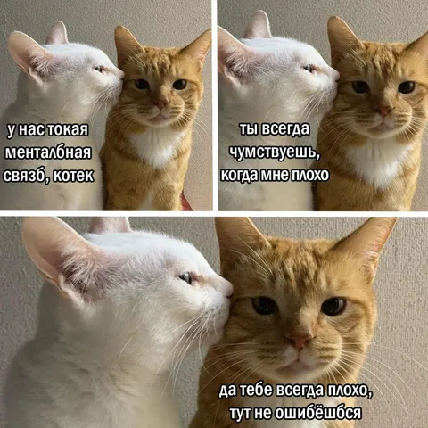 Ментальная связь котиков