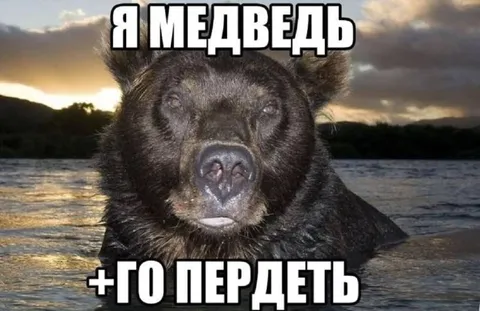 Я медведь и го пердеть