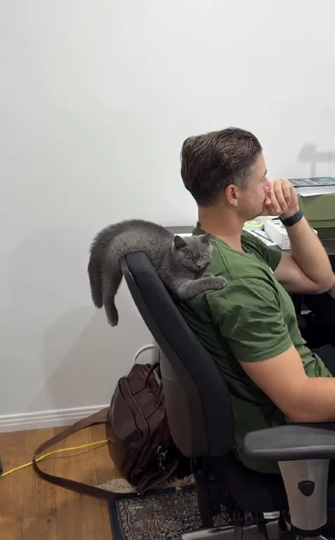 Кот обнимает хозяина на стуле