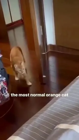 The Most Normal Orange Cat