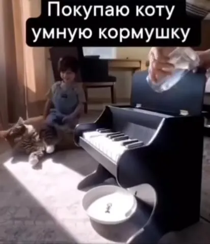 Кот играет на пианино ночью