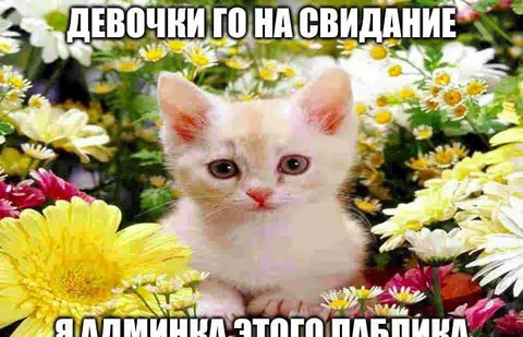 Котёнок-администратор паблика