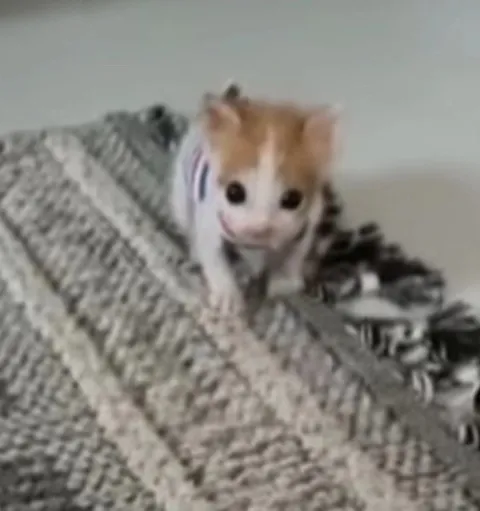 Котёнок выглядывает из пледа