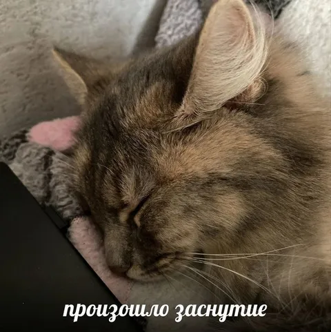 Произошло заснутие кота