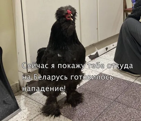 Курица готовит нападение на Беларусь
