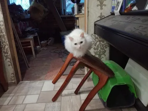 Кот на перевёрнутом стуле