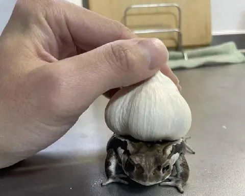Лягушка с чесноком на голове