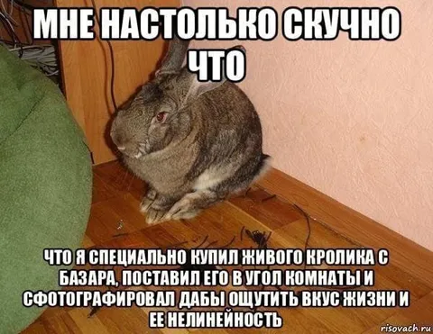 Скучающий кролик в углу