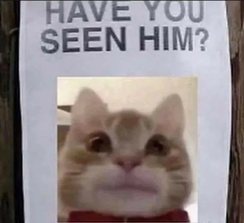 Have You Seen Him Cat Poster