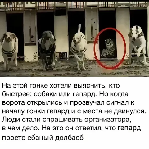 Гепард не вышел на старт