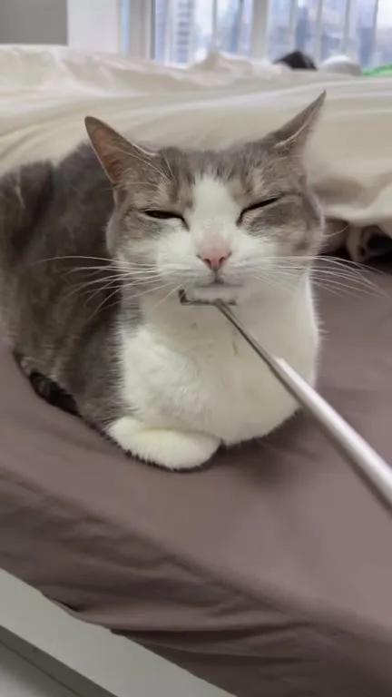 Коту чешут подбородок