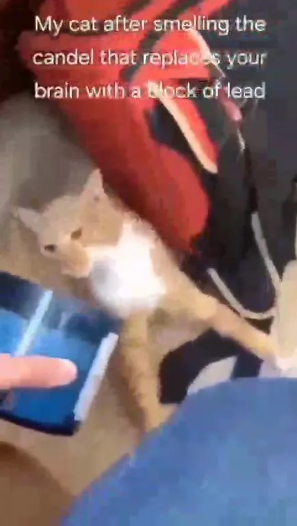 Cat Smells the Brain Candle