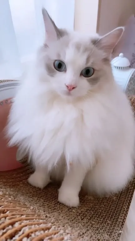 99% ангелёнок-котёнок