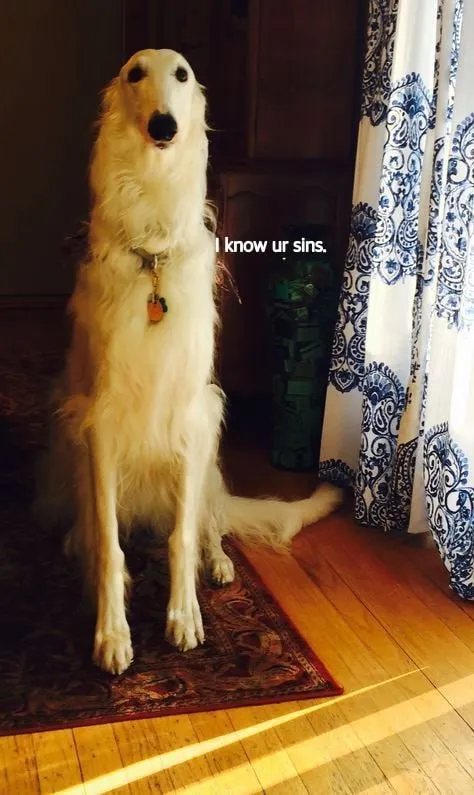 I Know Your Sins Dog