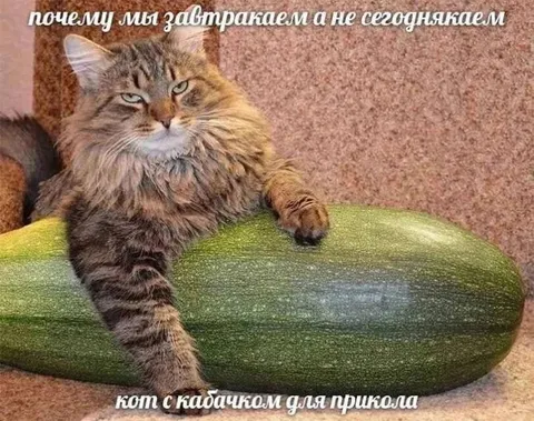 Кот с кабачком для прикола