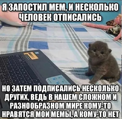 Котик у ноутбука и подписчики