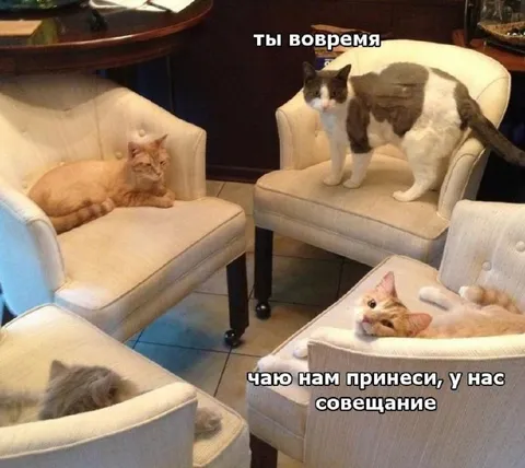 Кошачье совещание за чаем
