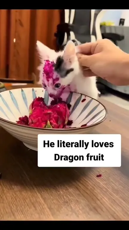 Kitten Loves Dragon Fruit