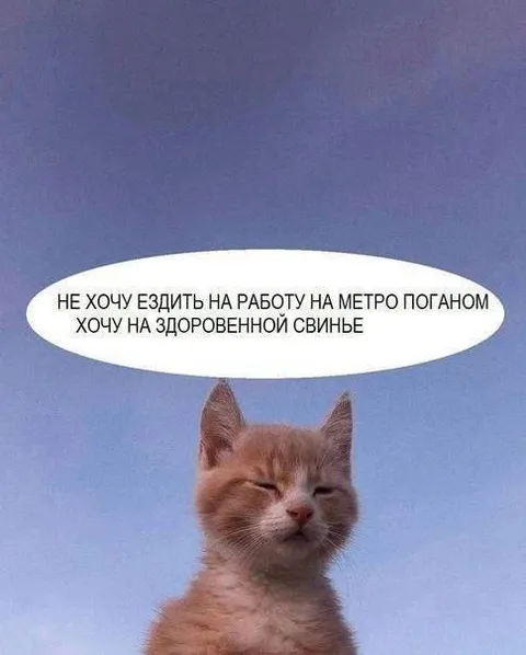 Кот хочет ездить на свинье