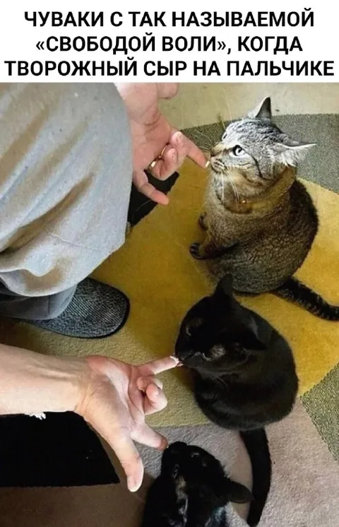 Коты не могут устоять перед сыром