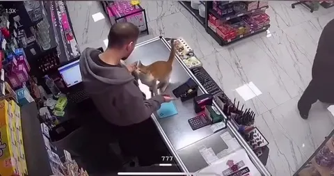 Кот устроился на кассе
