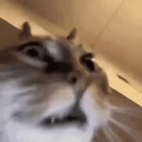 Кот в панике и темноте