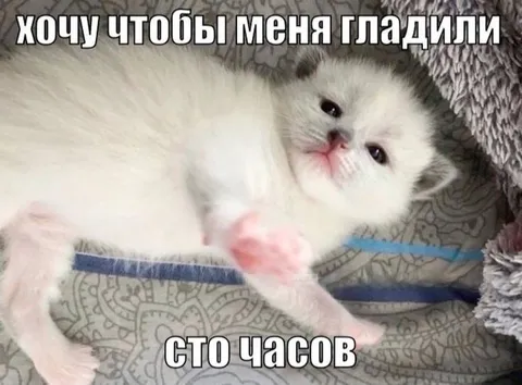 Котёнок хочет, чтобы его гладили