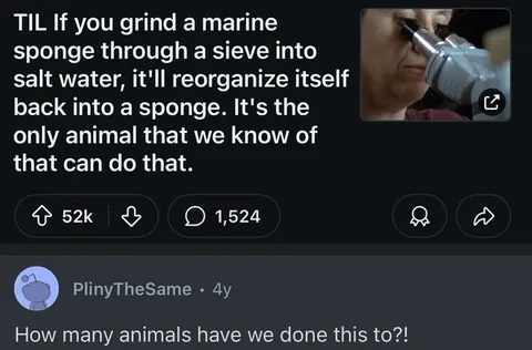 Marine Sponge Reorganizes Itself
