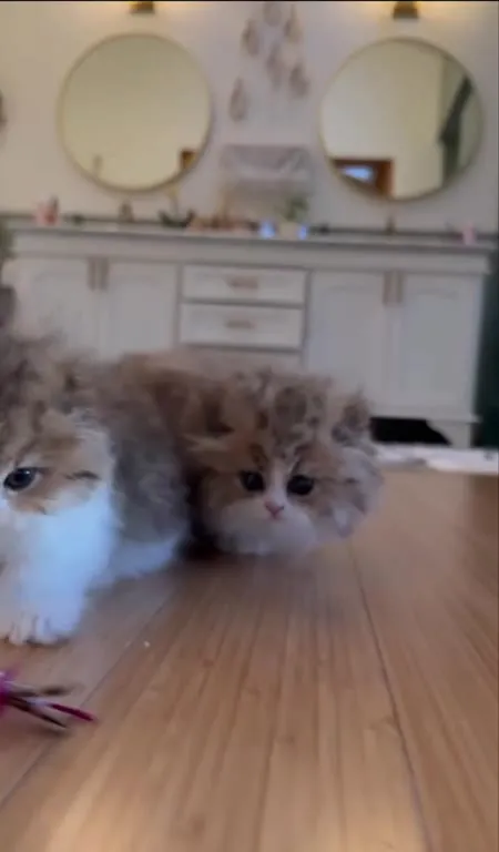 Котята и дразнящая игрушка