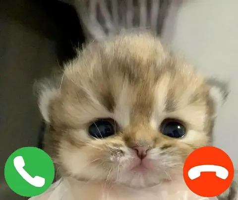 Котёнок выбирает звонок