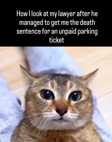 Cat Stares Down Bad Lawyer