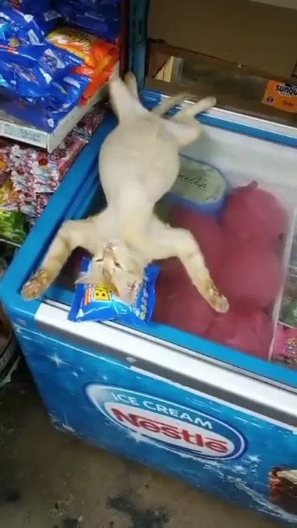 Cat Takes Over Ice Cream Freezer